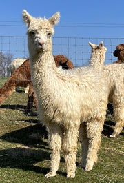 Roving Suri Alpaca Blend Ready to Spin
