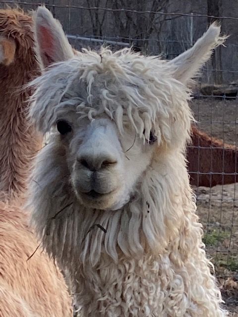 100% Suri Alpaca Knit Scarf, Cabled Design